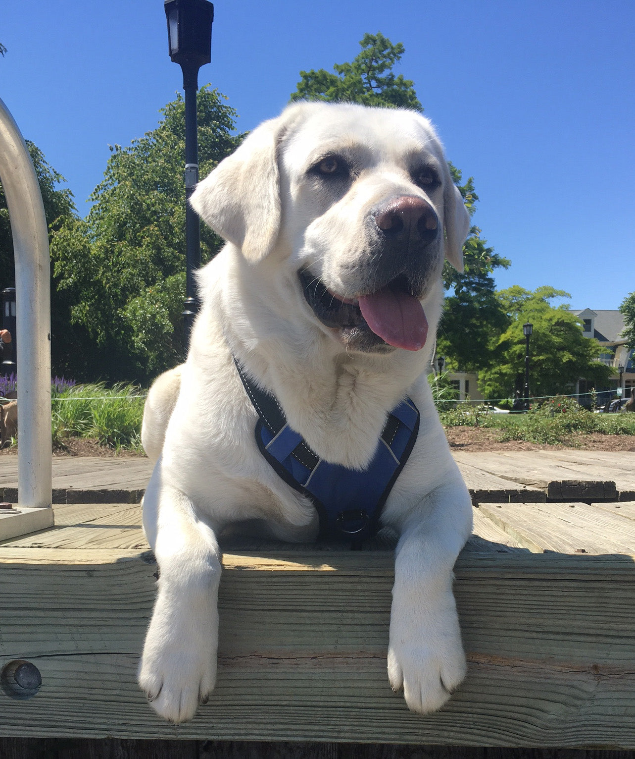The Annapolitan Dog