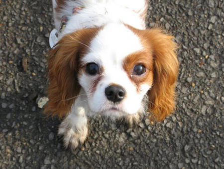 The Cavalier King Charles Spaniel