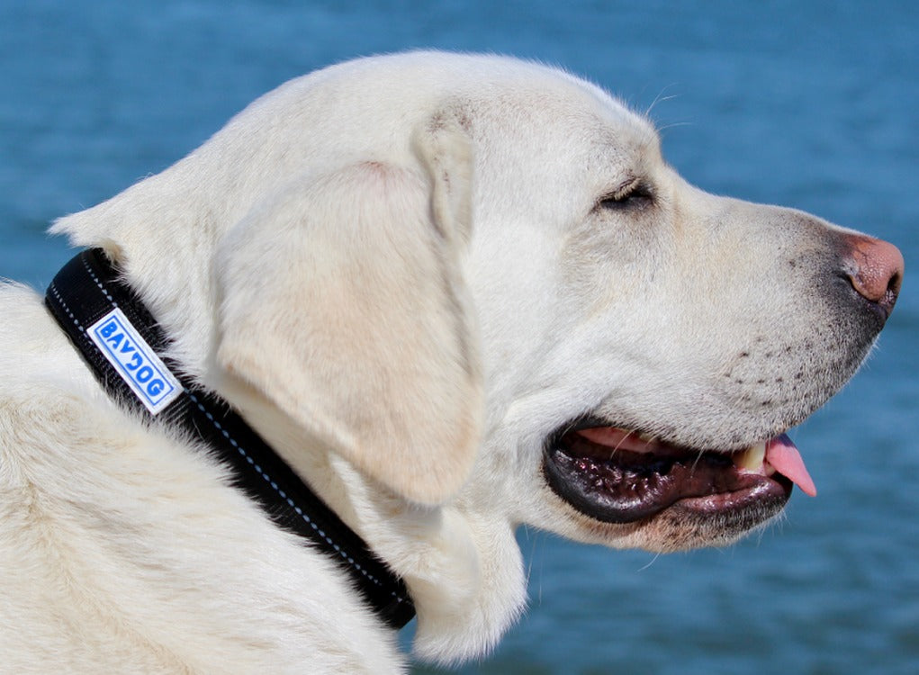 How To Measure Your Dog For A Collar