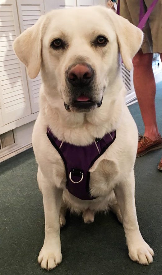 My Perfect Harness!