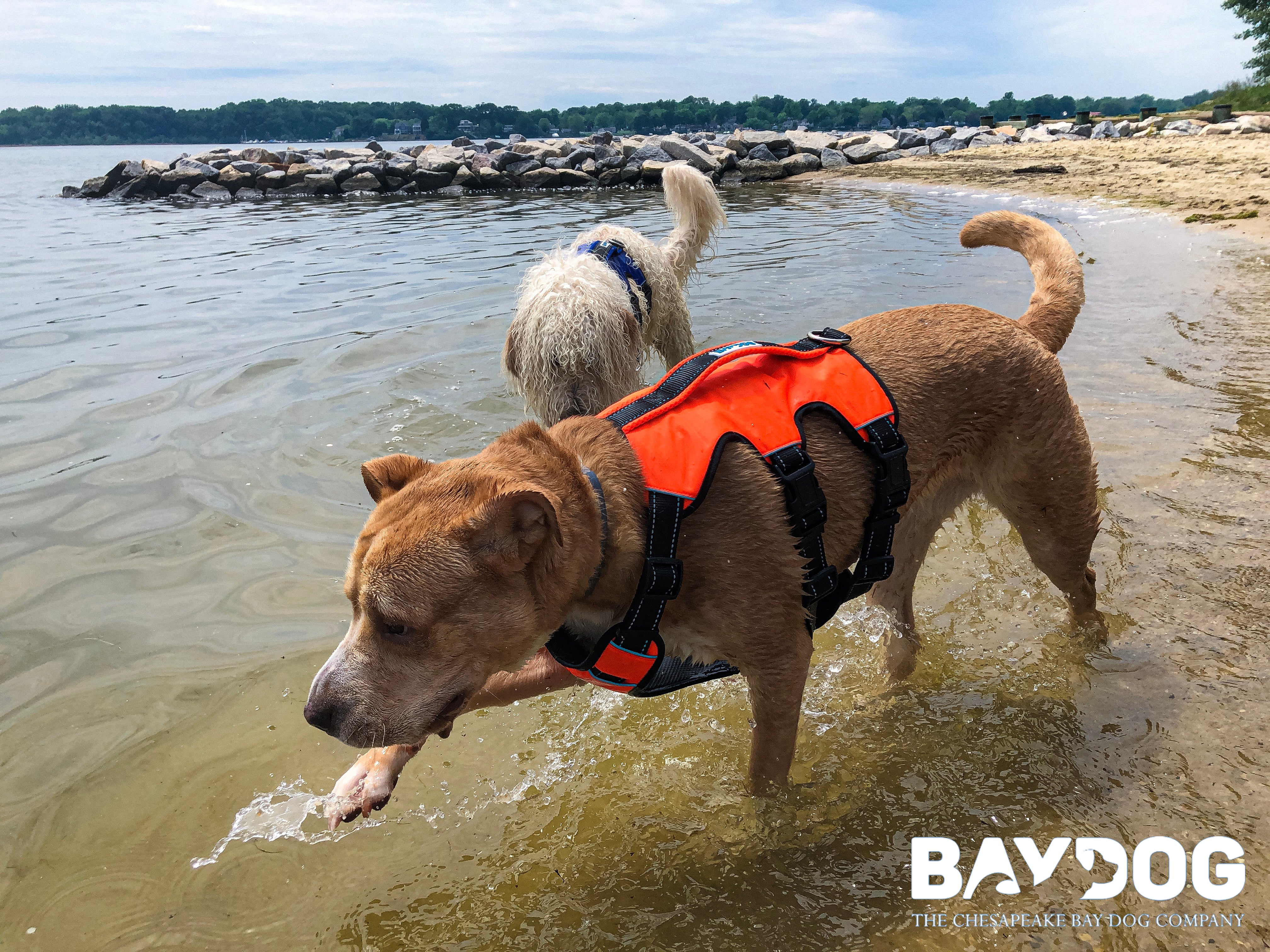 Baydog 2025 chesapeake harness