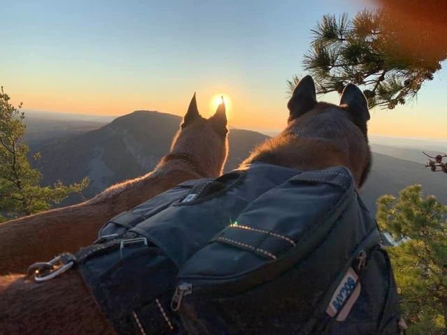 Hiking with your Dog - Experiencing the Beauty of Fall