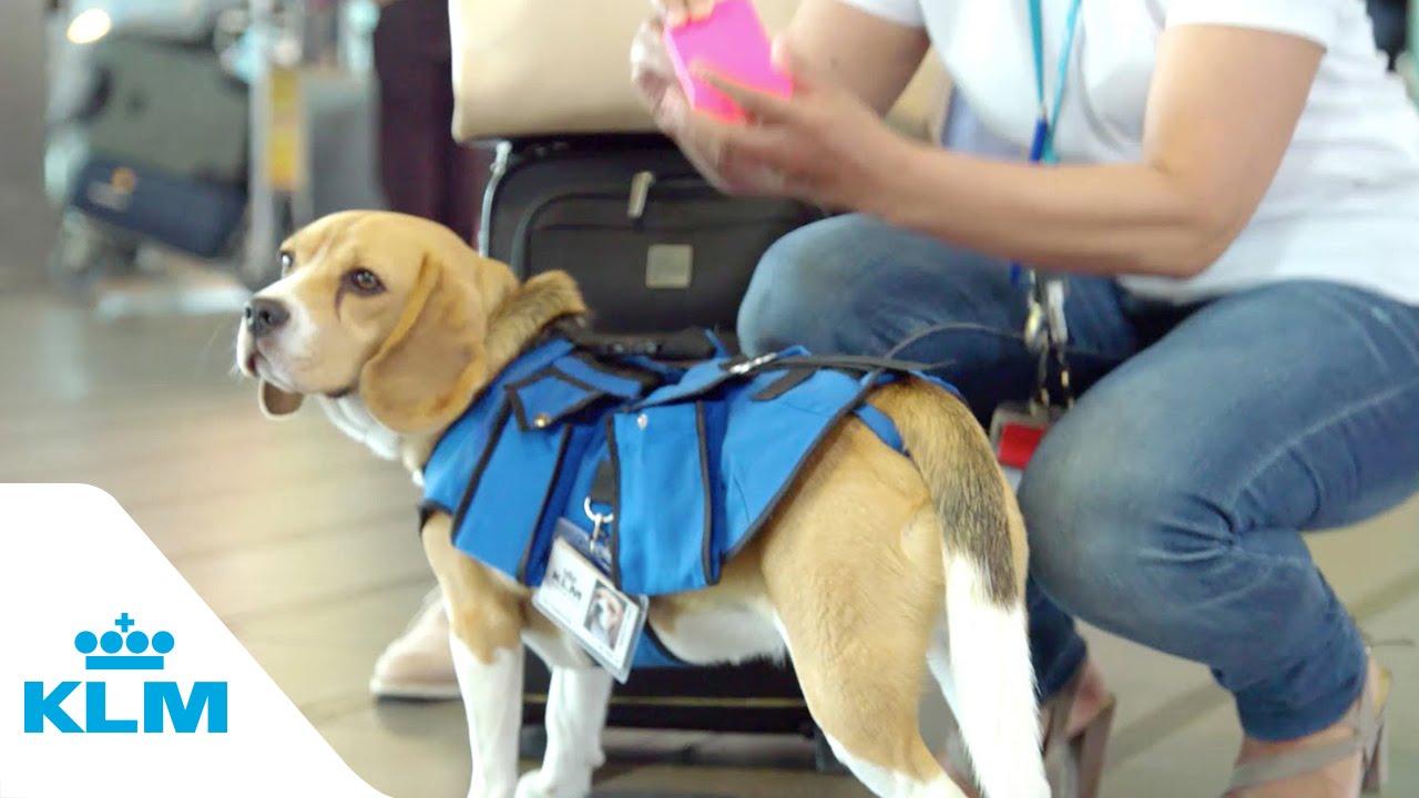 The KLM Beagle