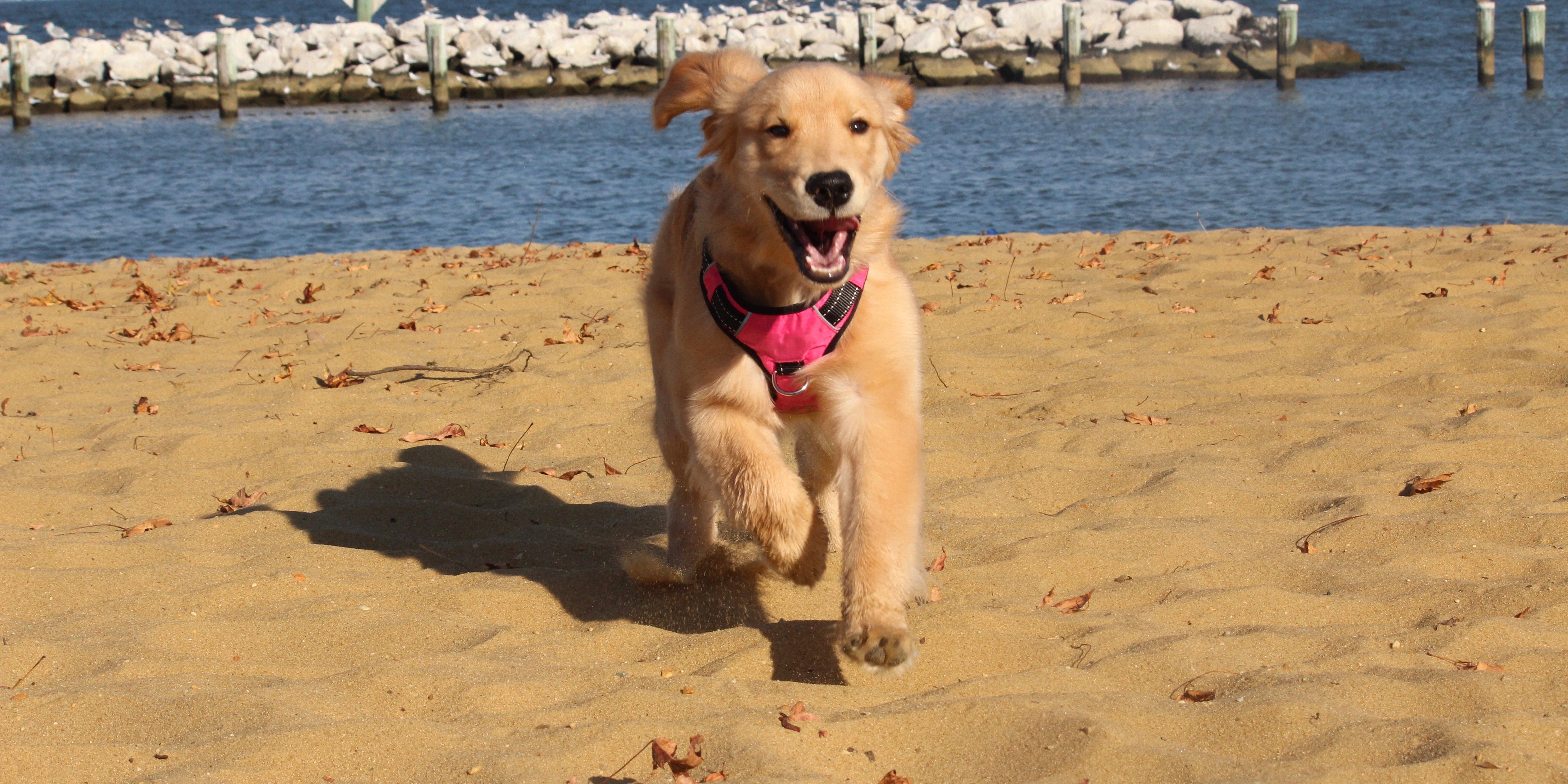 Are Dogs Good for Kids? Benefit of Dogs for Children