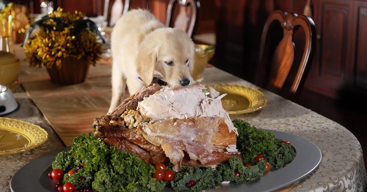 Feasts & Families