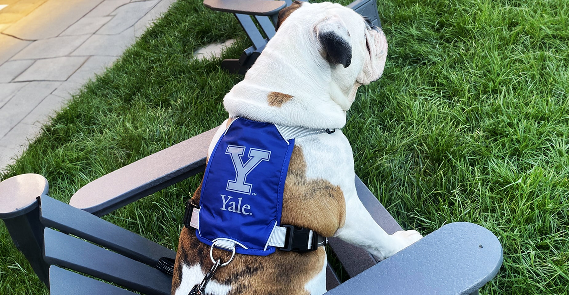 BAYDOG College Dog Harness