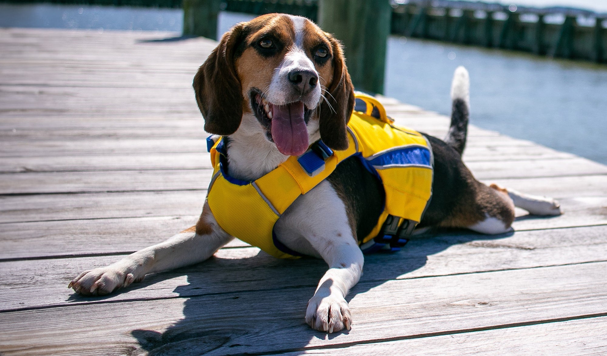 BAYDOG Dog Life Jacket