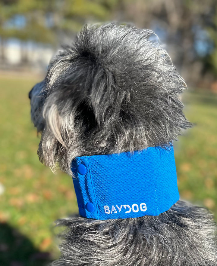 BAYDOG Blu