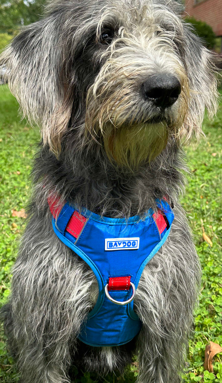 Kansas Jayhawks Dog Harness