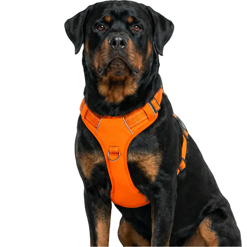 Chesapeake Bay Harness