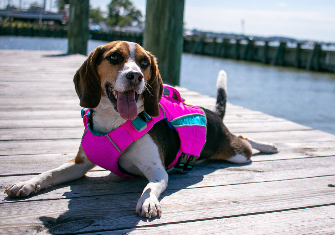 Monterey Bay Dog LifeJacket