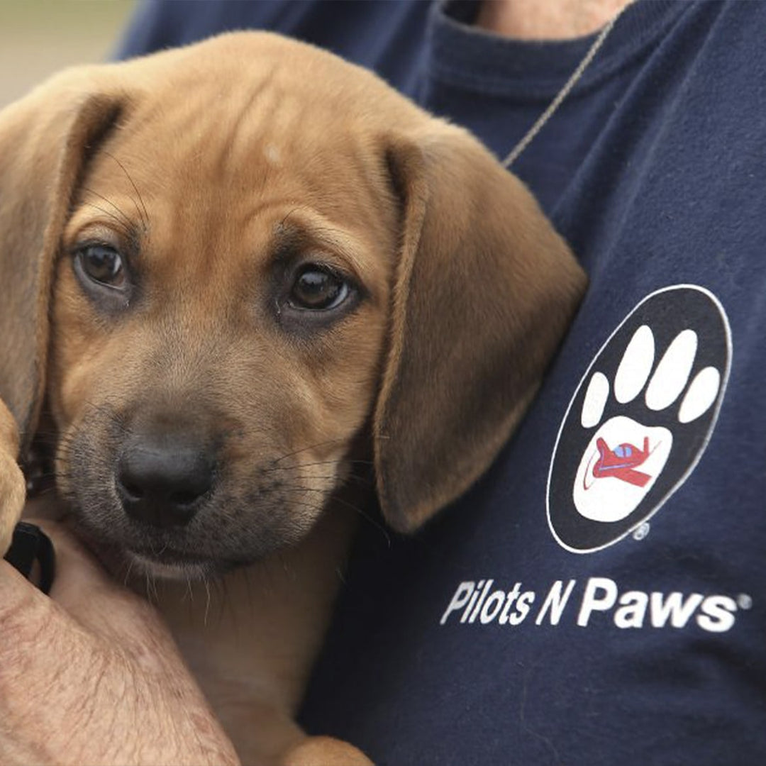 BAYDOG Dog Gear - Pilots and Paws