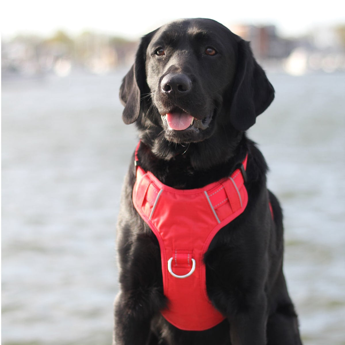 Dog Harnesses