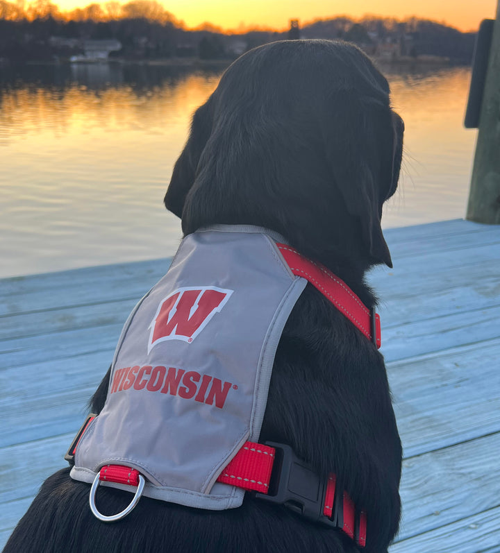 Wisconsin Badgers Dog Harness