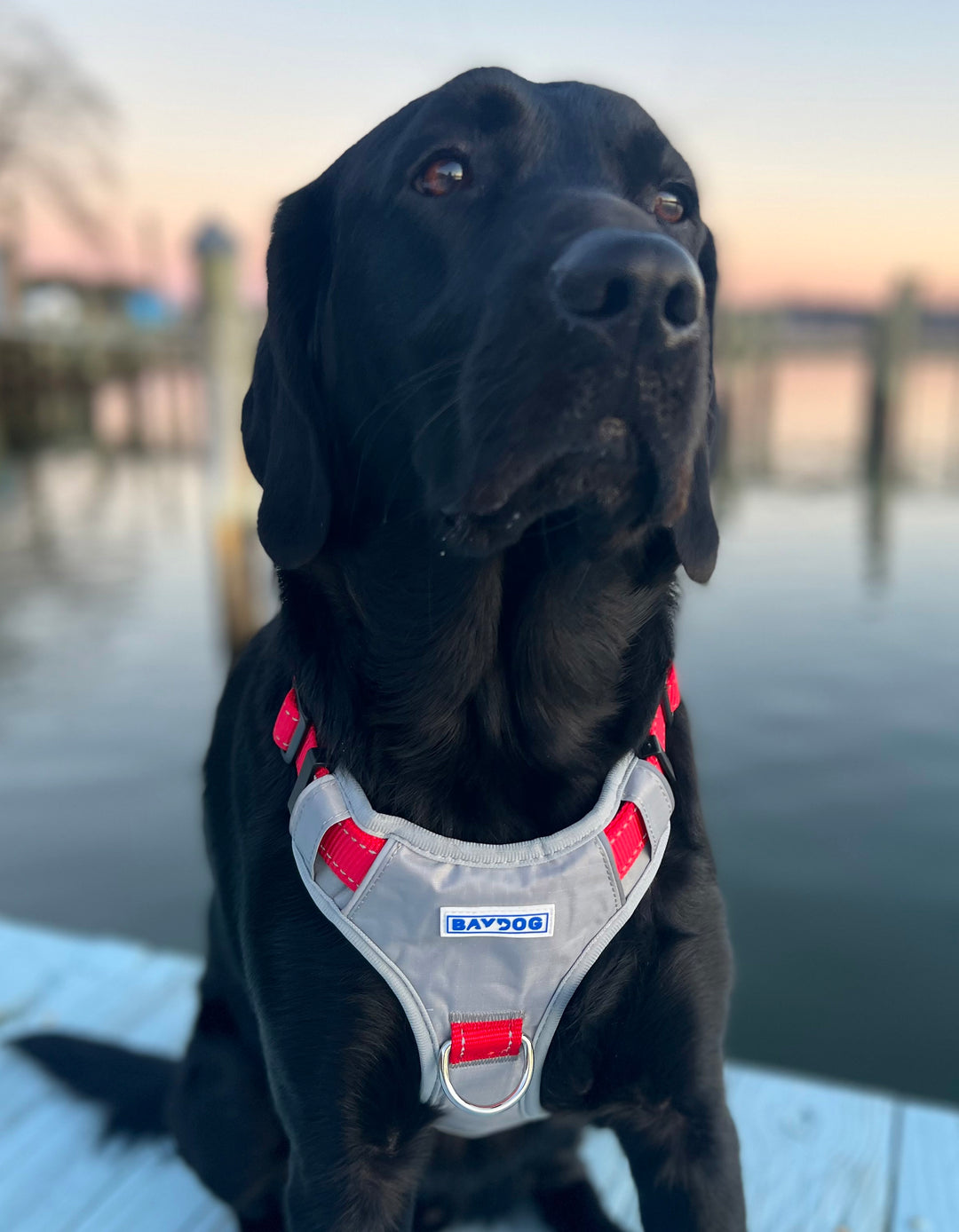 Wisconsin Badgers Dog Harness