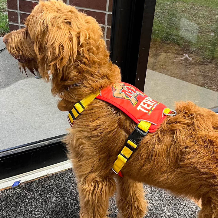 Maryland Terps Dog Harness