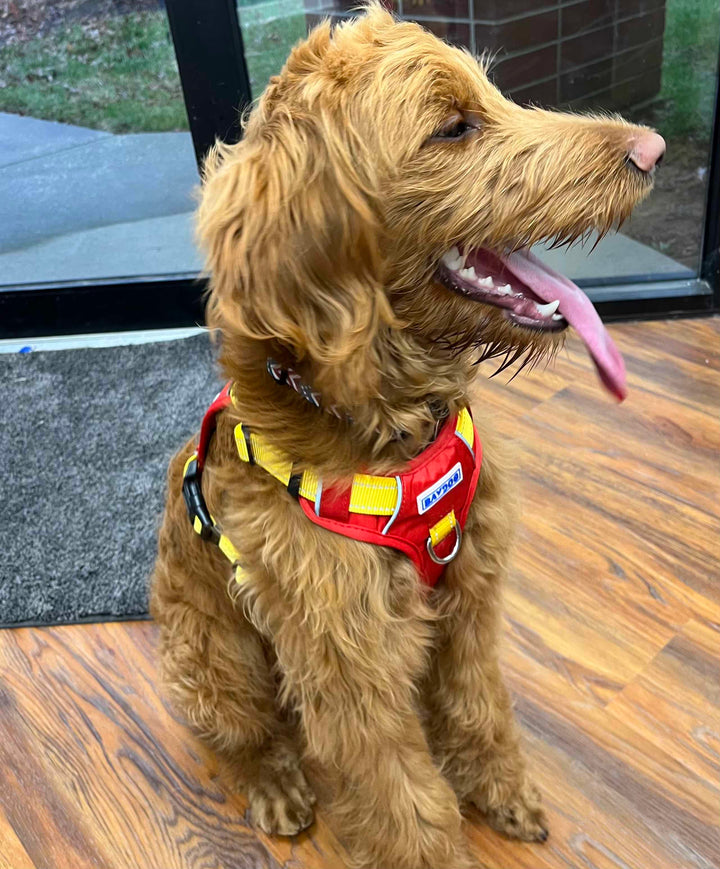 Maryland Terps Dog Harness