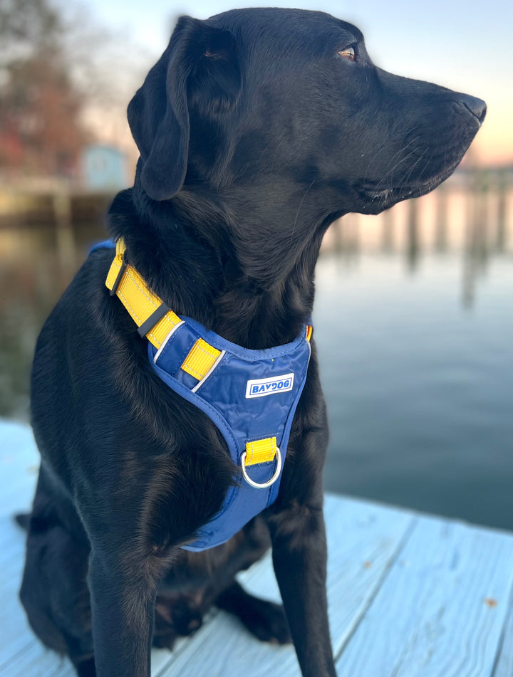 Michigan Wolverines Dog Harness