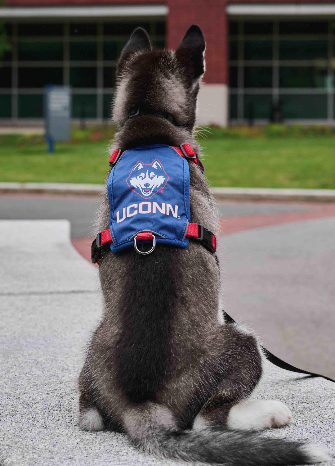 UCONN Huskies Dog Harness