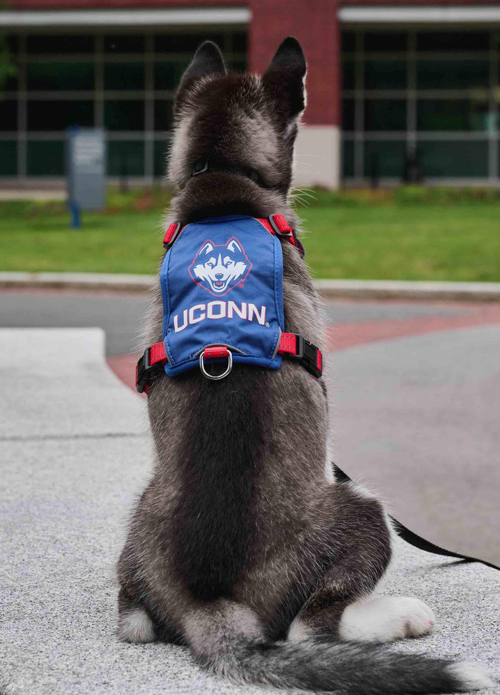 UCONN Huskies Dog Harness