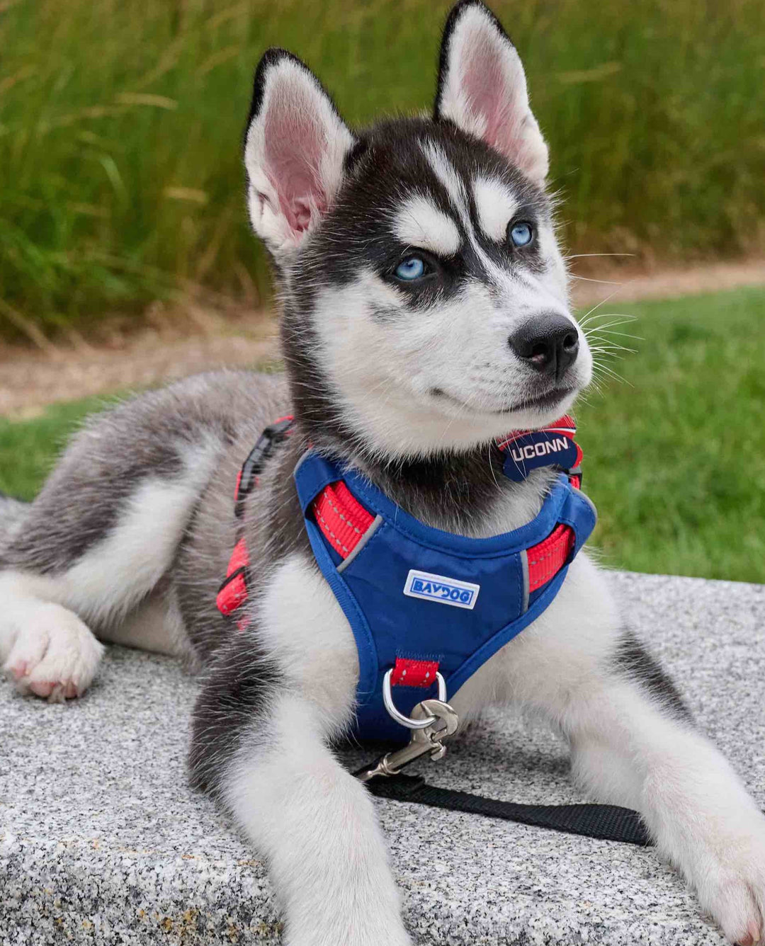 UCONN Huskies Dog Harness