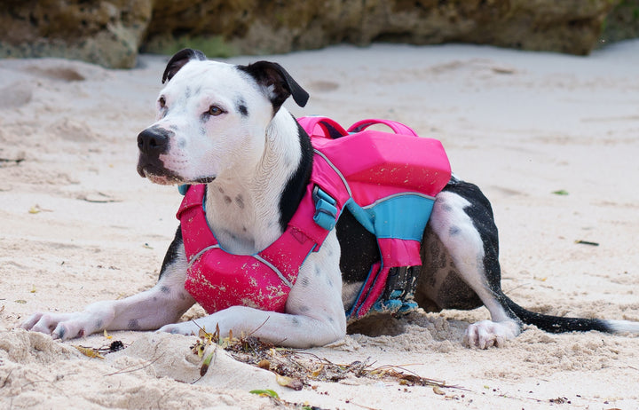 Monterey Bay Dog LifeJacket OffShore