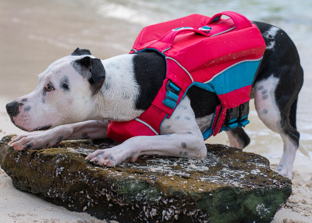 Monterey Bay Dog LifeJacket OffShore