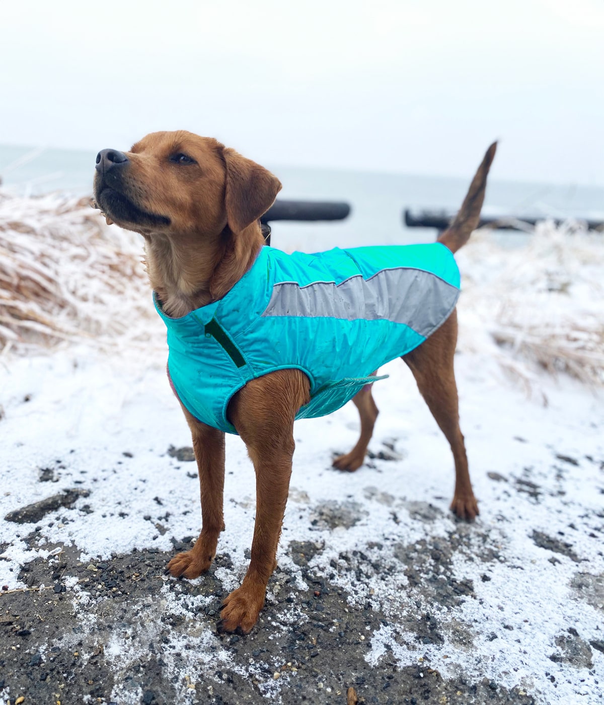 Dog Outerwear