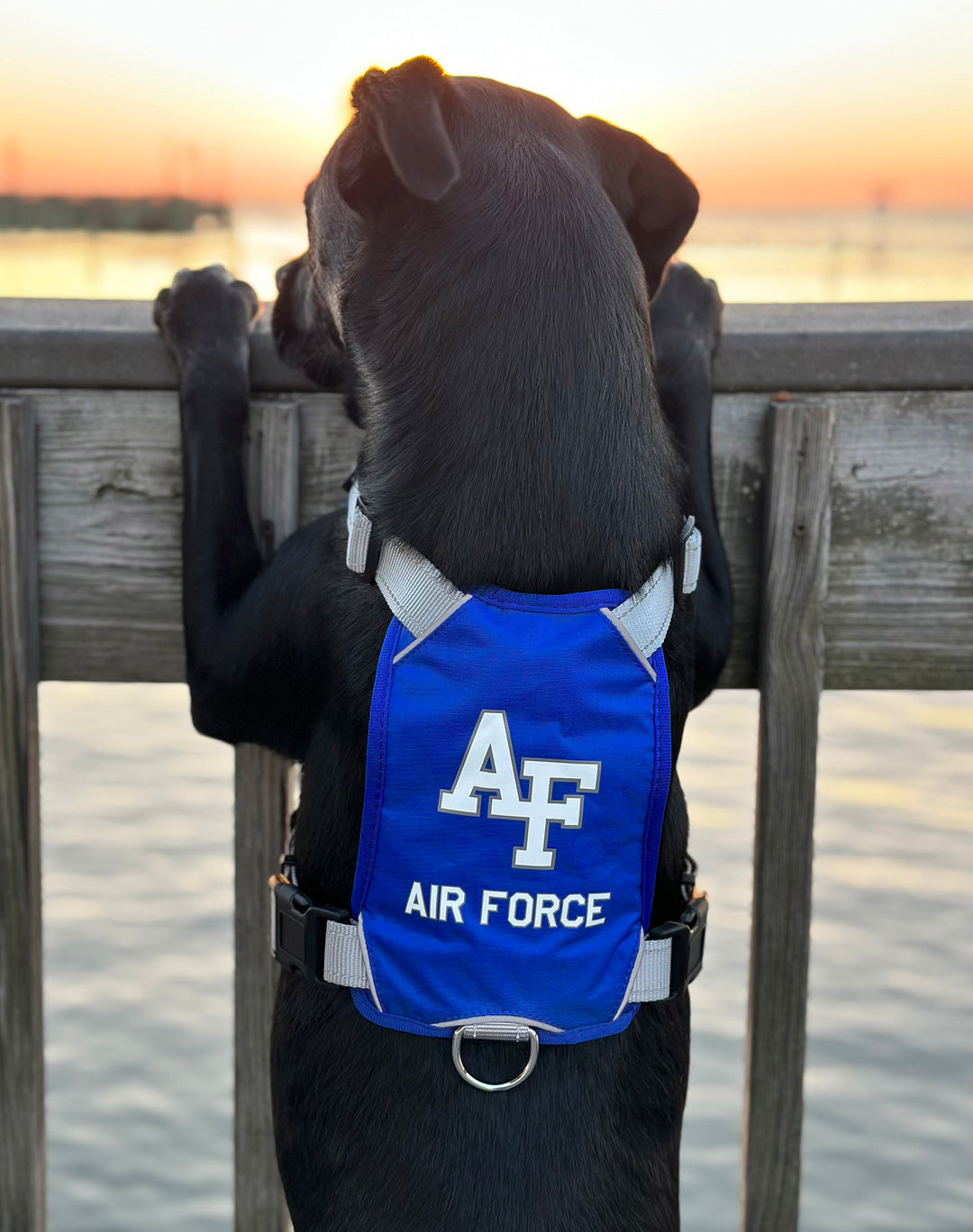 Air Force Falcons Dog Harness