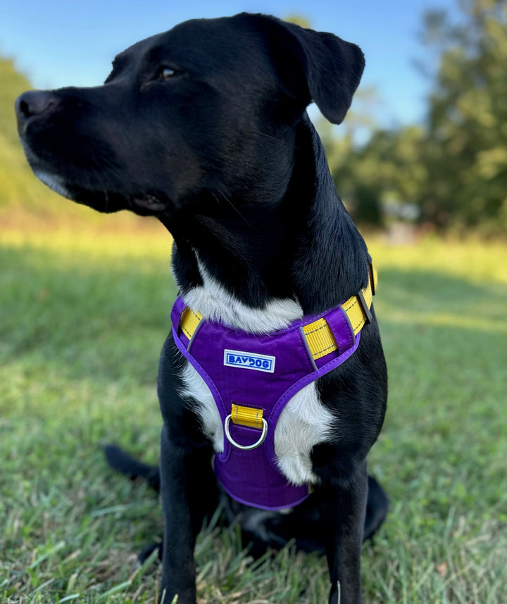 LSU Tigers Dog Harness