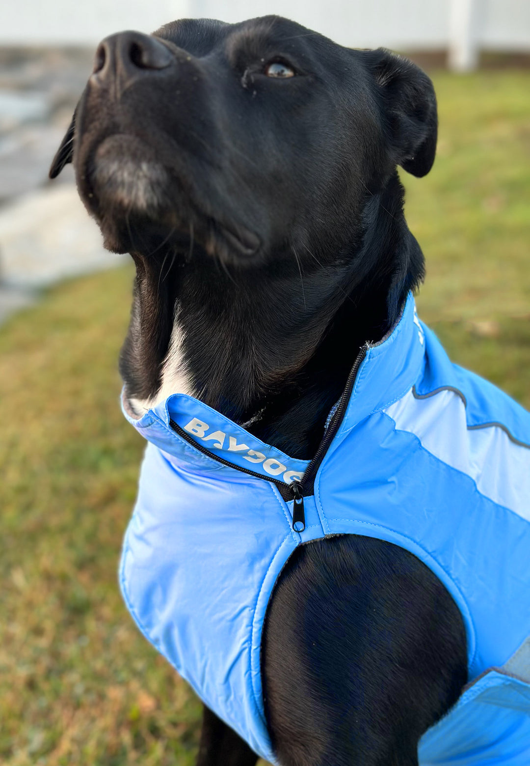 North Carolina Tar Heels Dog Fleece