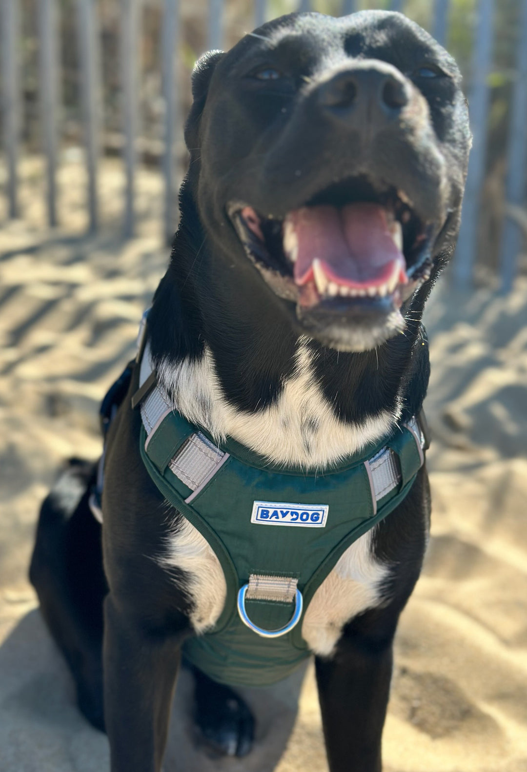 Michigan State Dog Harness