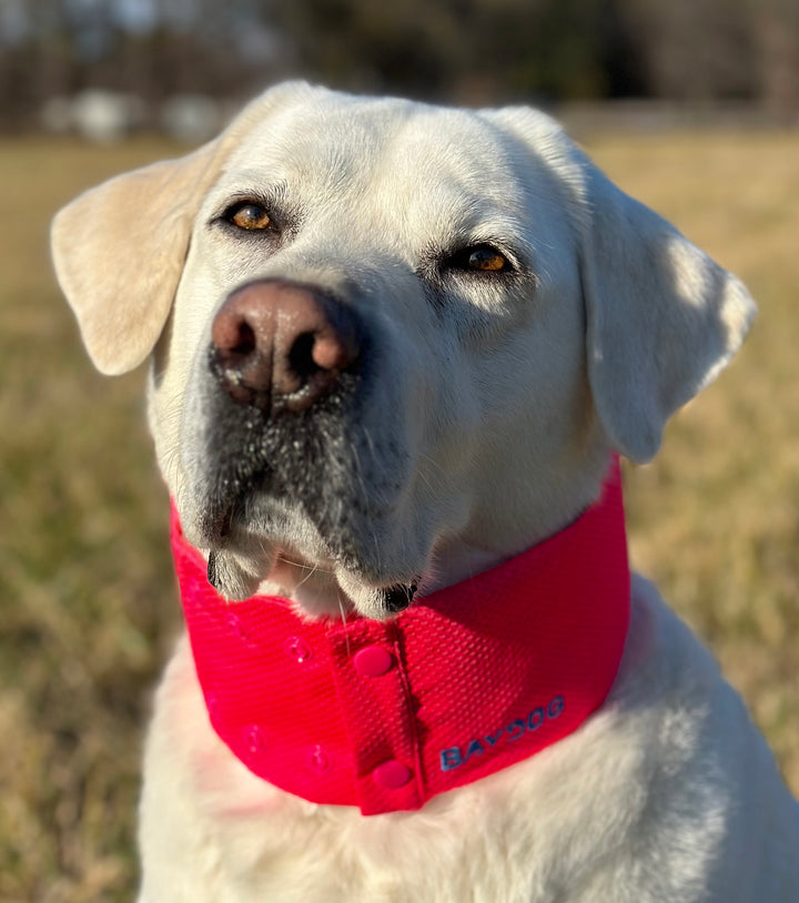 Arctic Bay Cooling Collar