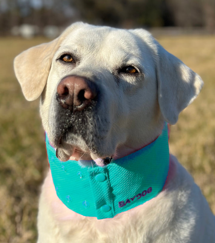 Arctic Bay Cooling Collar