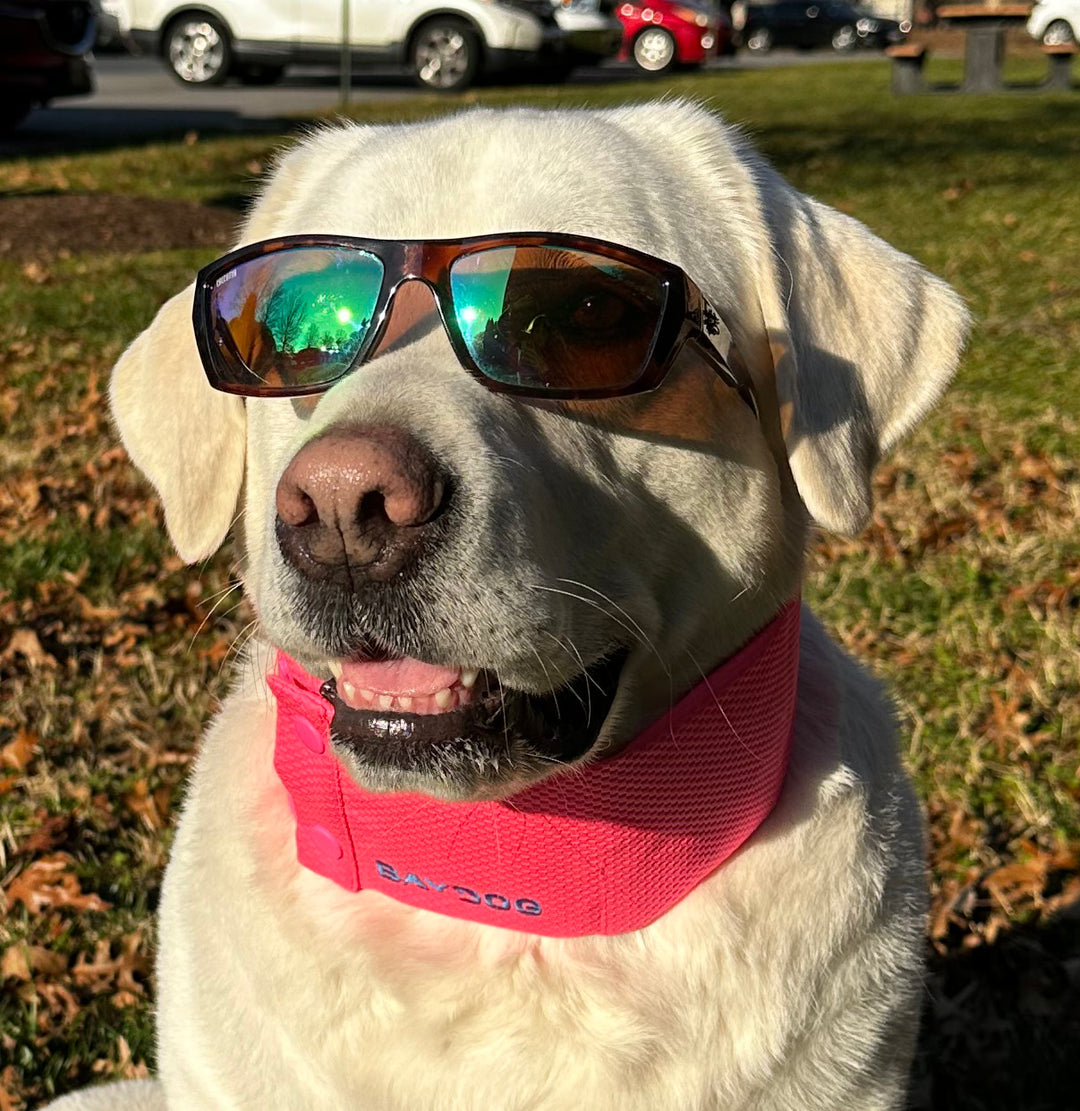 Arctic Bay Cooling Collar
