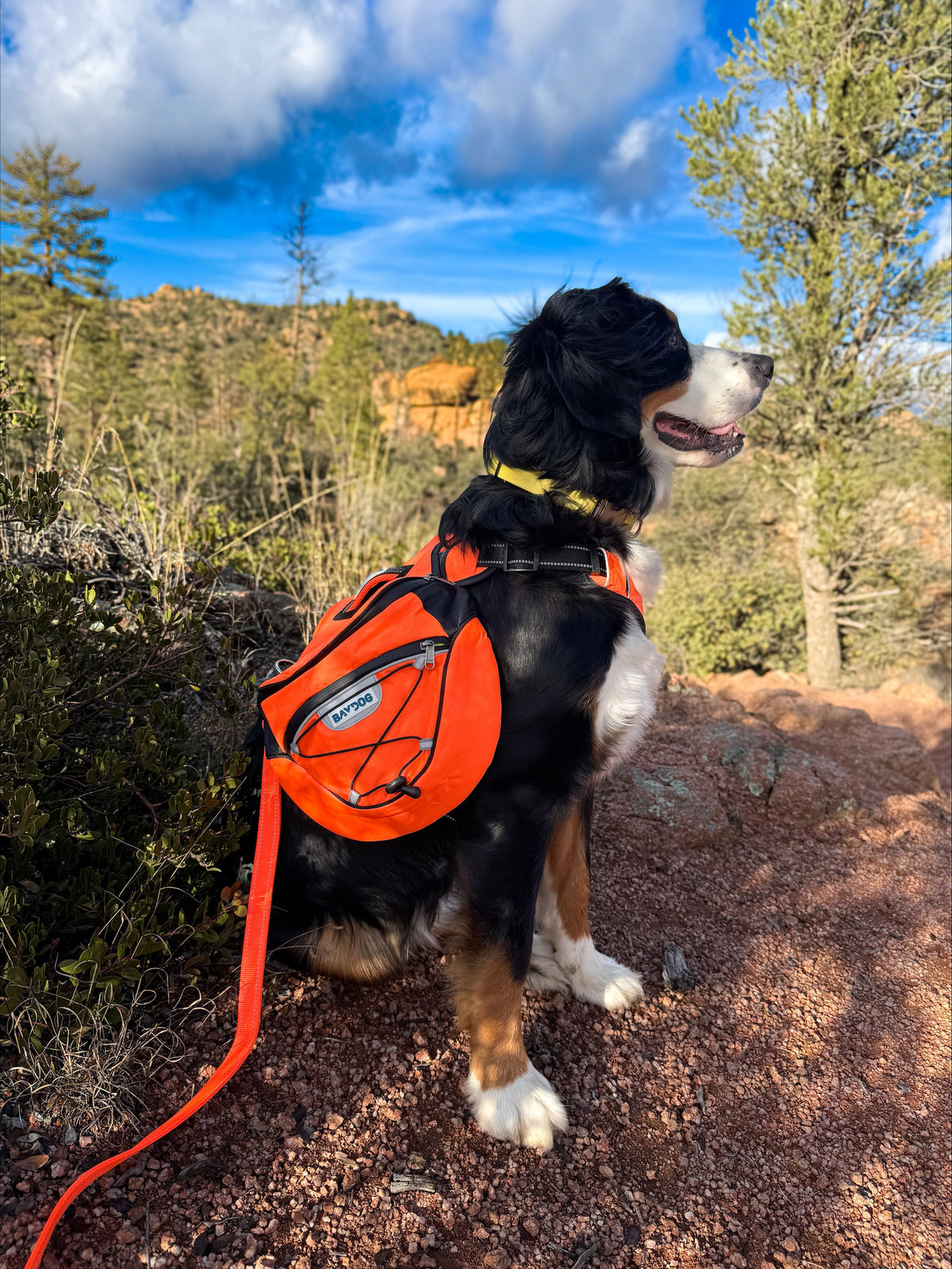 Bailey sporting our dog backpack
