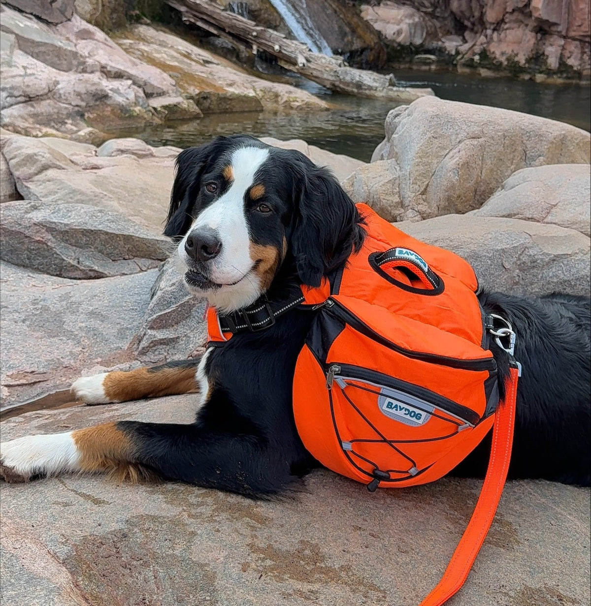 Bailey sporting our dog backpack