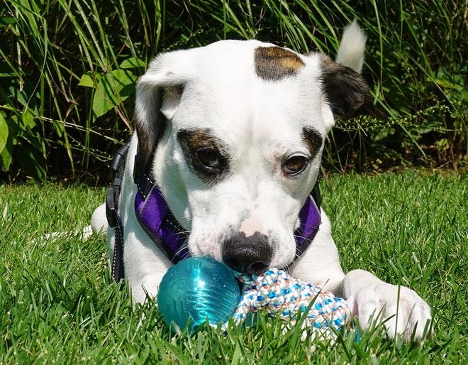 Knotical Rope Dog Toys | White