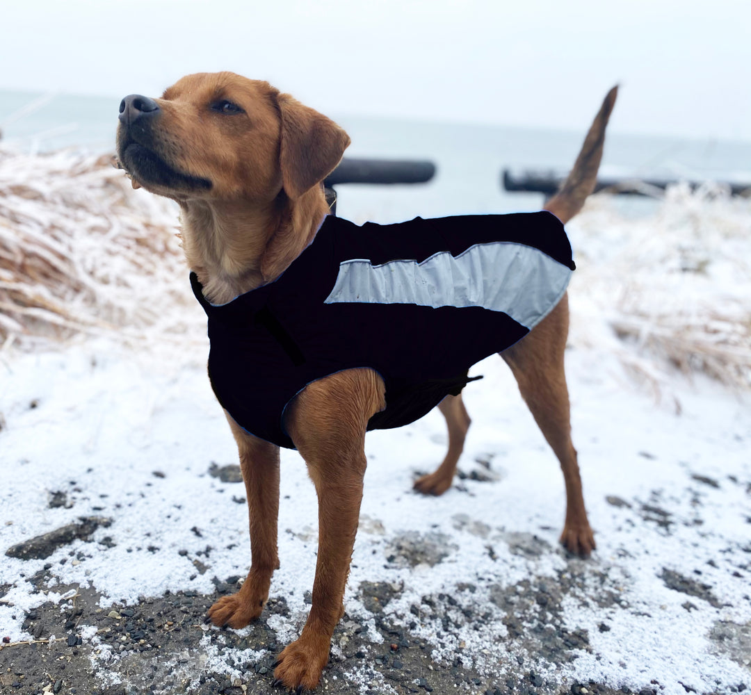 Saginaw Bay Dog Fleece | Covert Black