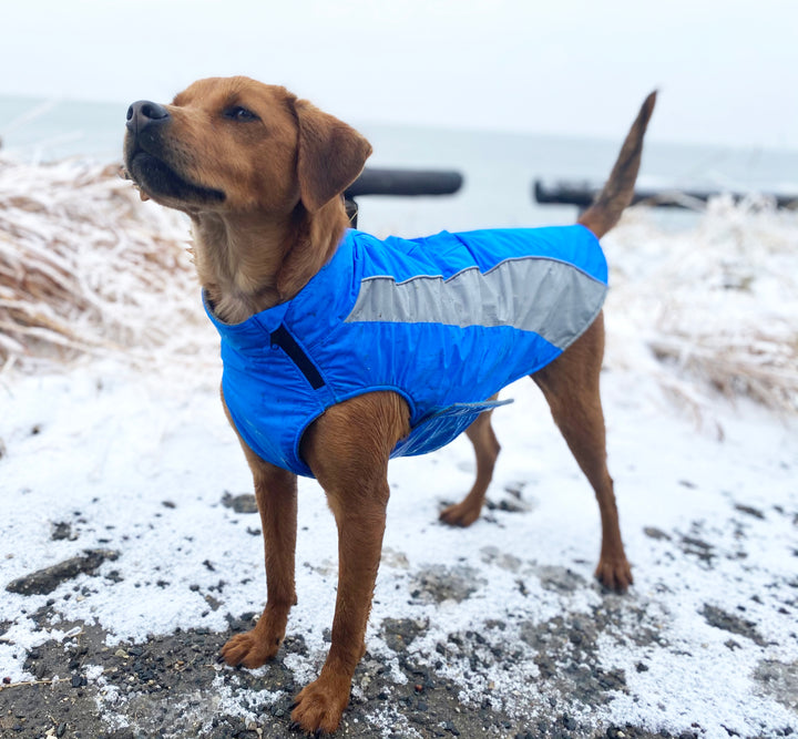 Saginaw Bay Dog Fleece | Ocean Blue