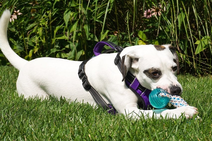 Knotical Rope Dog Toys | White