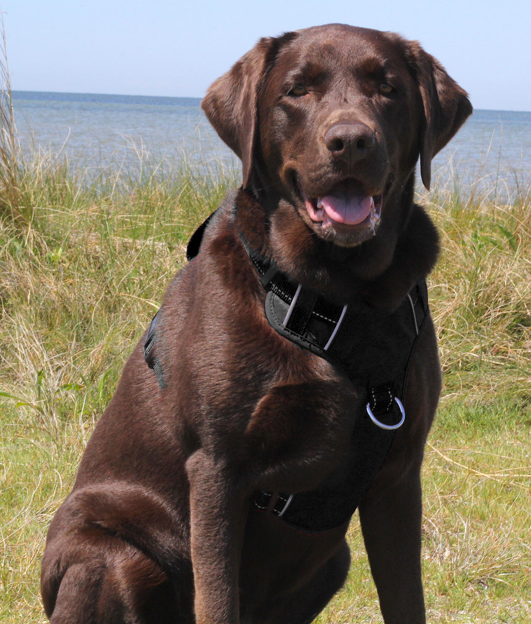 BAYDOG Chesapeake Dog Harness | Covert Black