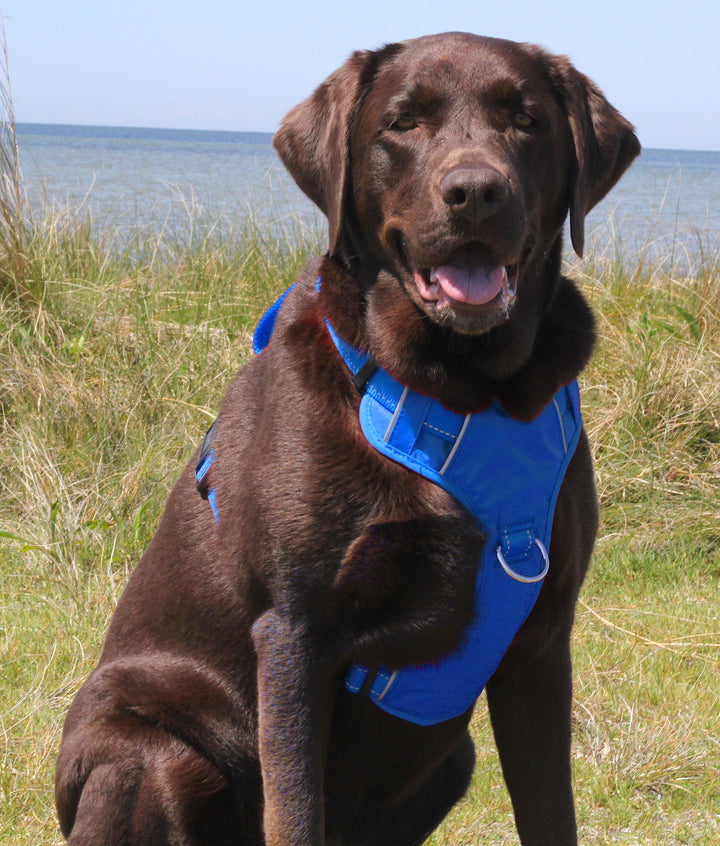Baydog Blue