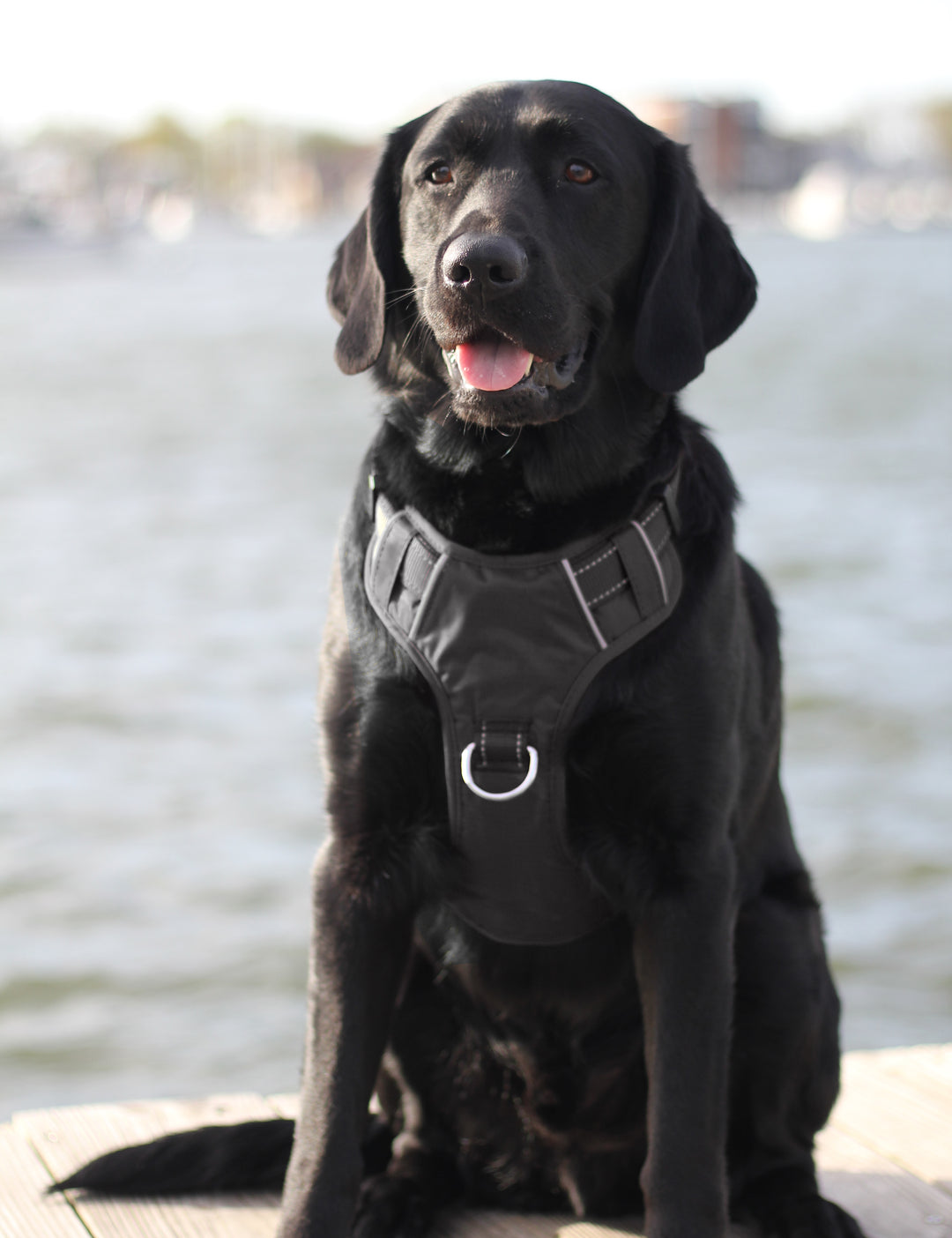 BAYDOG Chesapeake Dog Harness | Covert Black