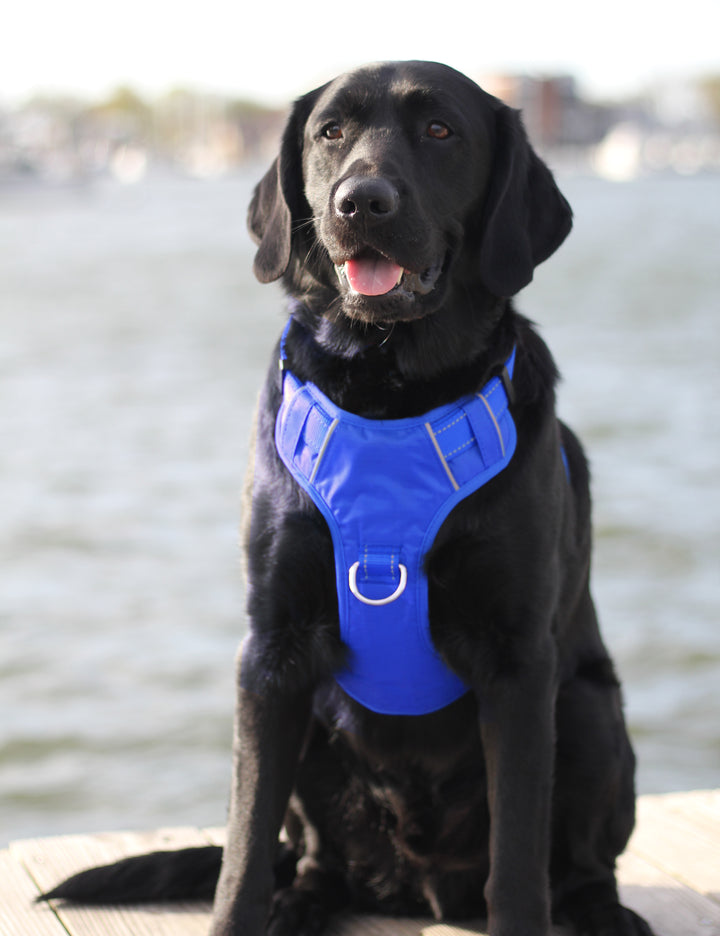 BAYDOG Chesapeake Dog Harness | BAYDOG Blue