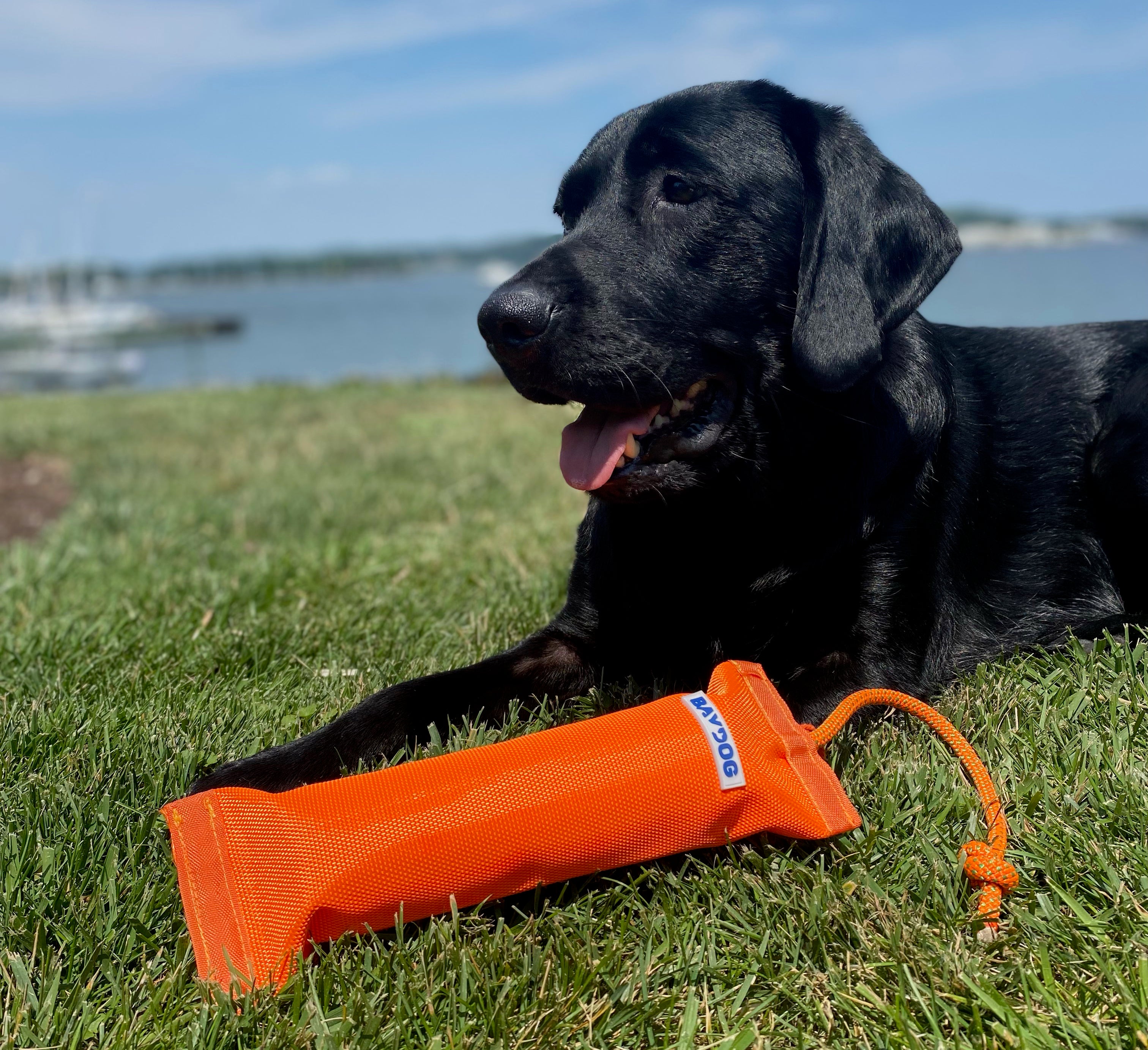 Bumper shop dog toy