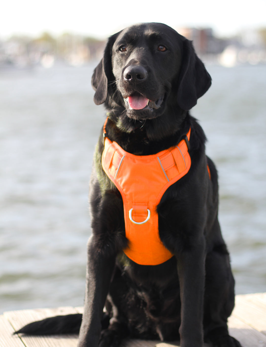 Blaze Orange