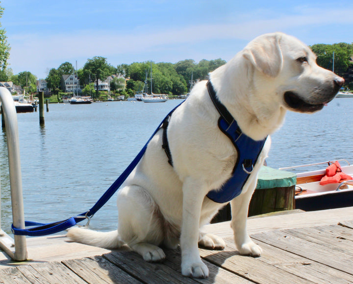 Hudson Bay Dog Leash | Baydog Blue