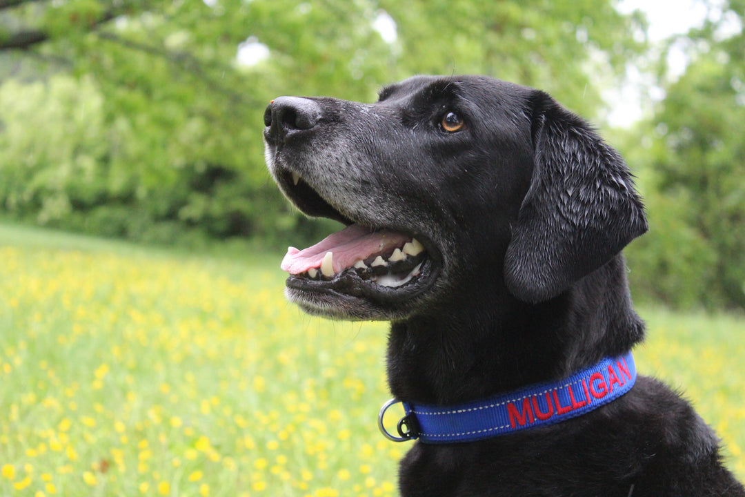 Embroidered Dog Collar | Baydog Blue