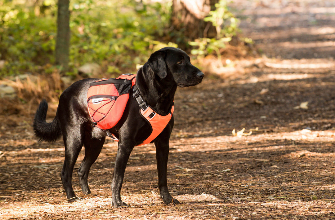 Saranac Dog Backpack | Blaze Orange